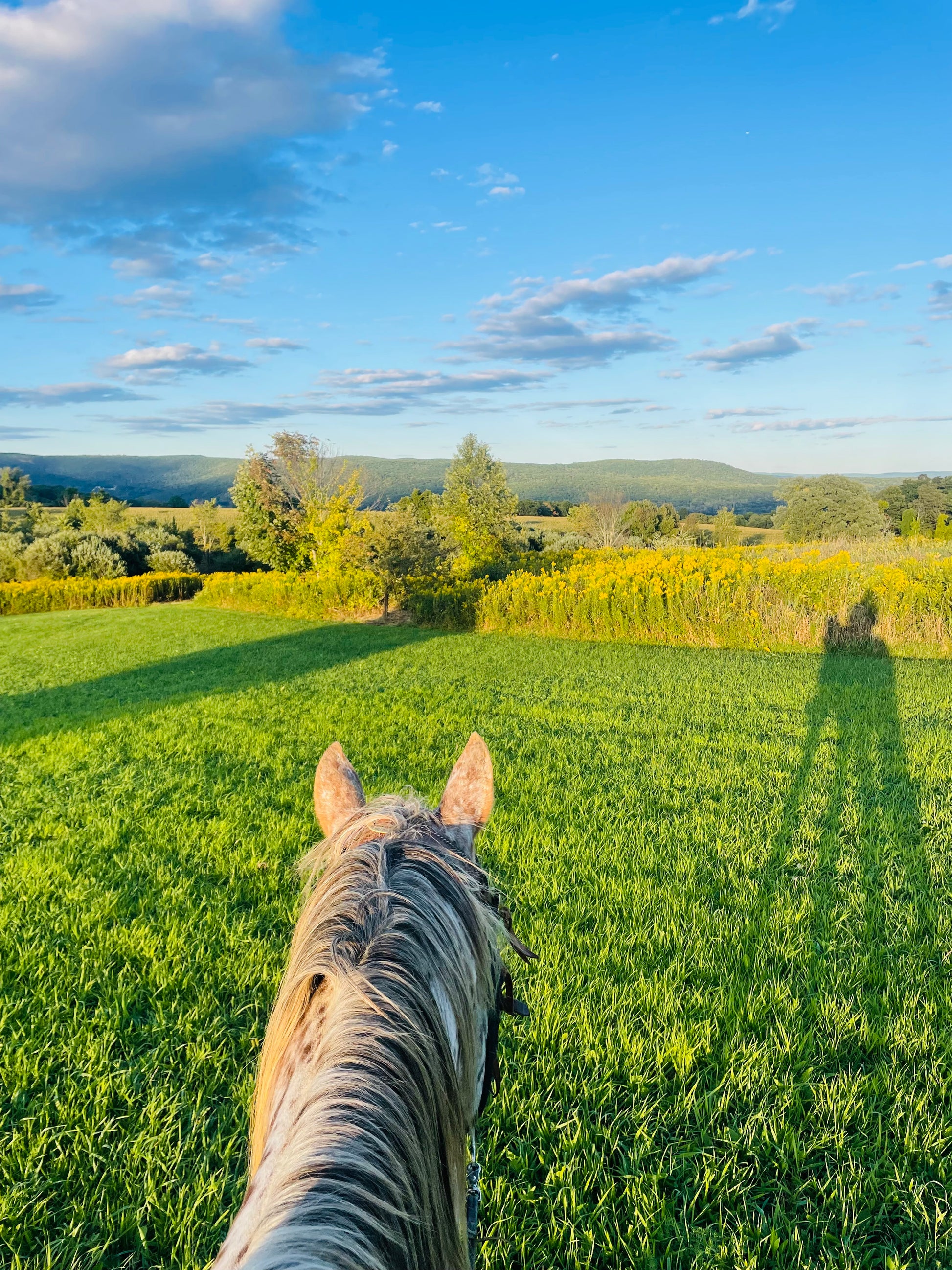 Trailrides ☀️