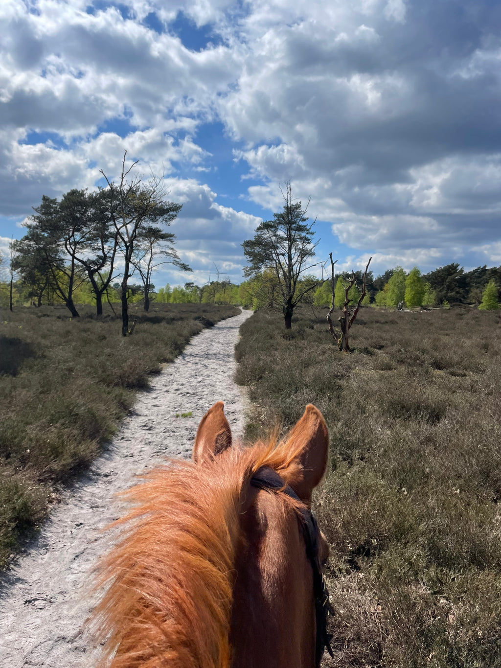 Trailrides ☀️