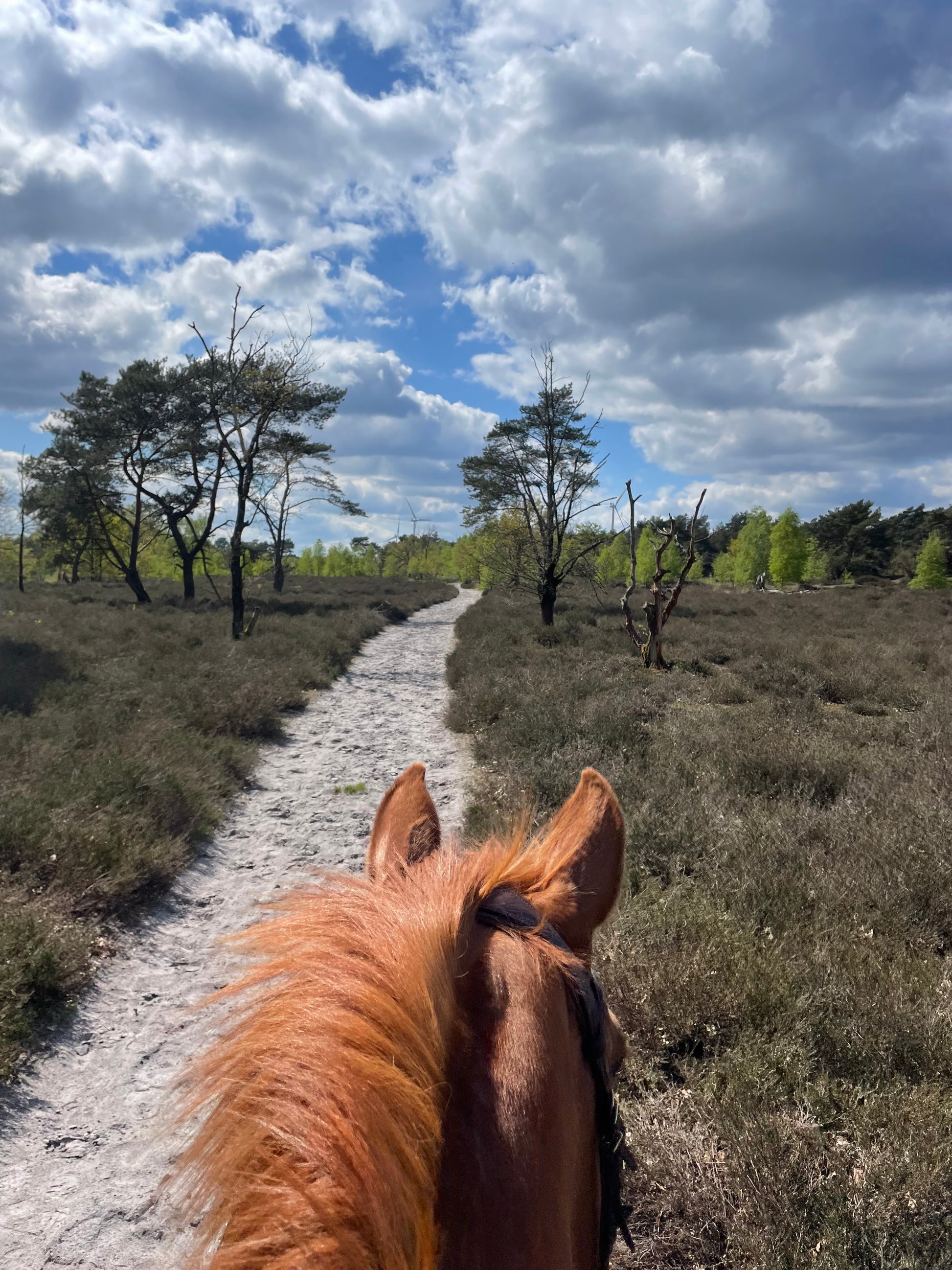 Trailrides ☀️